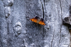 DPPhotography - Texas - Question mark, Polygonia interrogationis - A