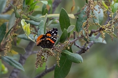 DPPhotography - Texas - Red admiral, Vanessa atalanta - A