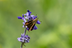 DPPhotography - Texas - Sachem, Atalopedes huron - B
