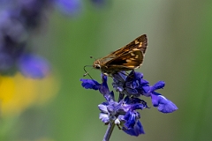 DPPhotography - Texas - Sachem, Atalopedes huron - C
