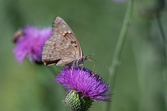 DPPhotography - Texas - Tawny emperor, Asterocampa clyton - A