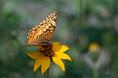 DPPhotography - Texas - Variegated fritillary, Euptoieta claudia - A