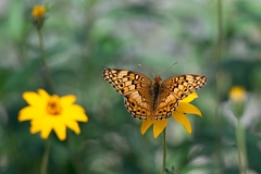 DPPhotography - Texas - Variegated fritillary, Euptoieta claudia - C