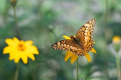 DPPhotography - Texas - Variegated fritillary, Euptoieta claudia - D