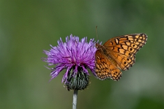DPPhotography - Texas - Variegated fritillary, Euptoieta claudia - E