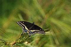 David Plant Photography - Wildlife Photographer - Black swallowtail - A