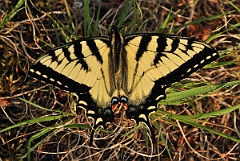 David Plant Photography - Wildlife Photographer - Canadian tiger swallowtail - A
