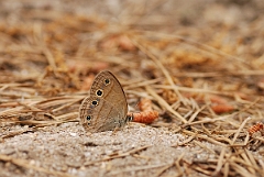 David Plant Photography - Wildlife Photographer - Little wood-satyr - A