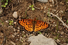 David Plant Photography - Wildlife Photographer - Silver-bordered fritillary - A