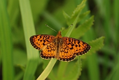 David Plant Photography - Wildlife Photographer - Silver-bordered fritillary - B