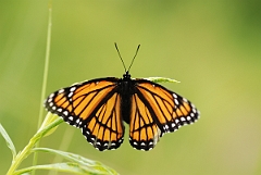 David Plant Photography - Wildlife Photographer - Viceroy - A