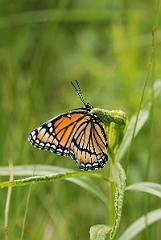David Plant Photography - Wildlife Photographer - Viceroy - B