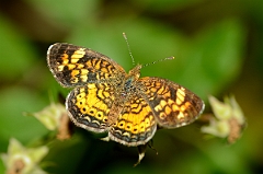 David Plant Photography - Wildlife Photography - Pearl crescent - A