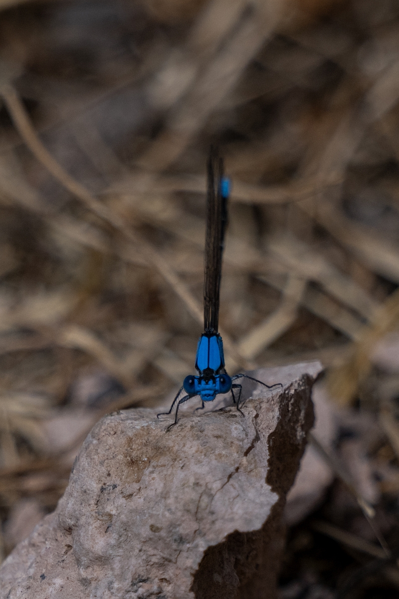 DPPhotography - Texas - Blue-fronted dancer, Argia apicalis - A.jpg - Blue-fronted dancer, Argia apicalis - National Butterfly Center, Texas