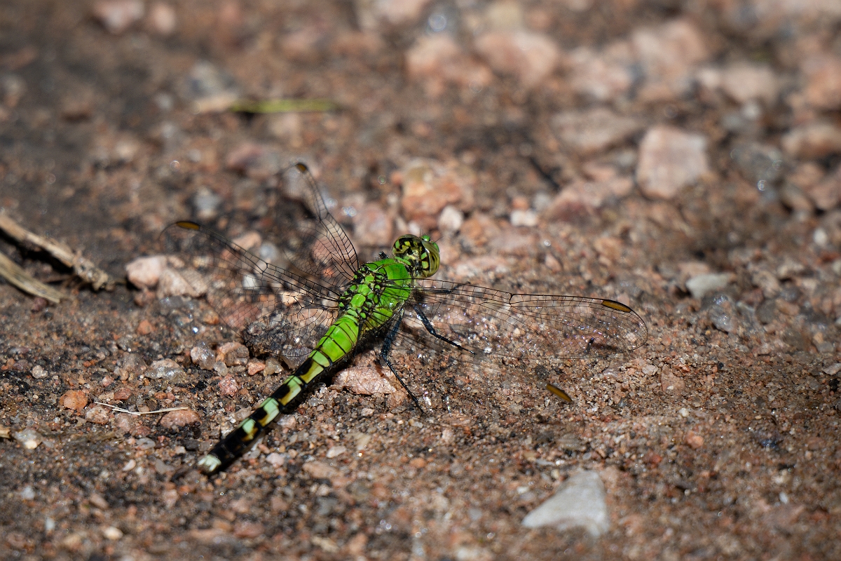 DPPhotography - Texas - Eastern pondhawk, Erythemis simplicicollis - D.jpg - Eastern pondhawk, Erythemis simplicicollis, female - Ink Lake State Park, Texas