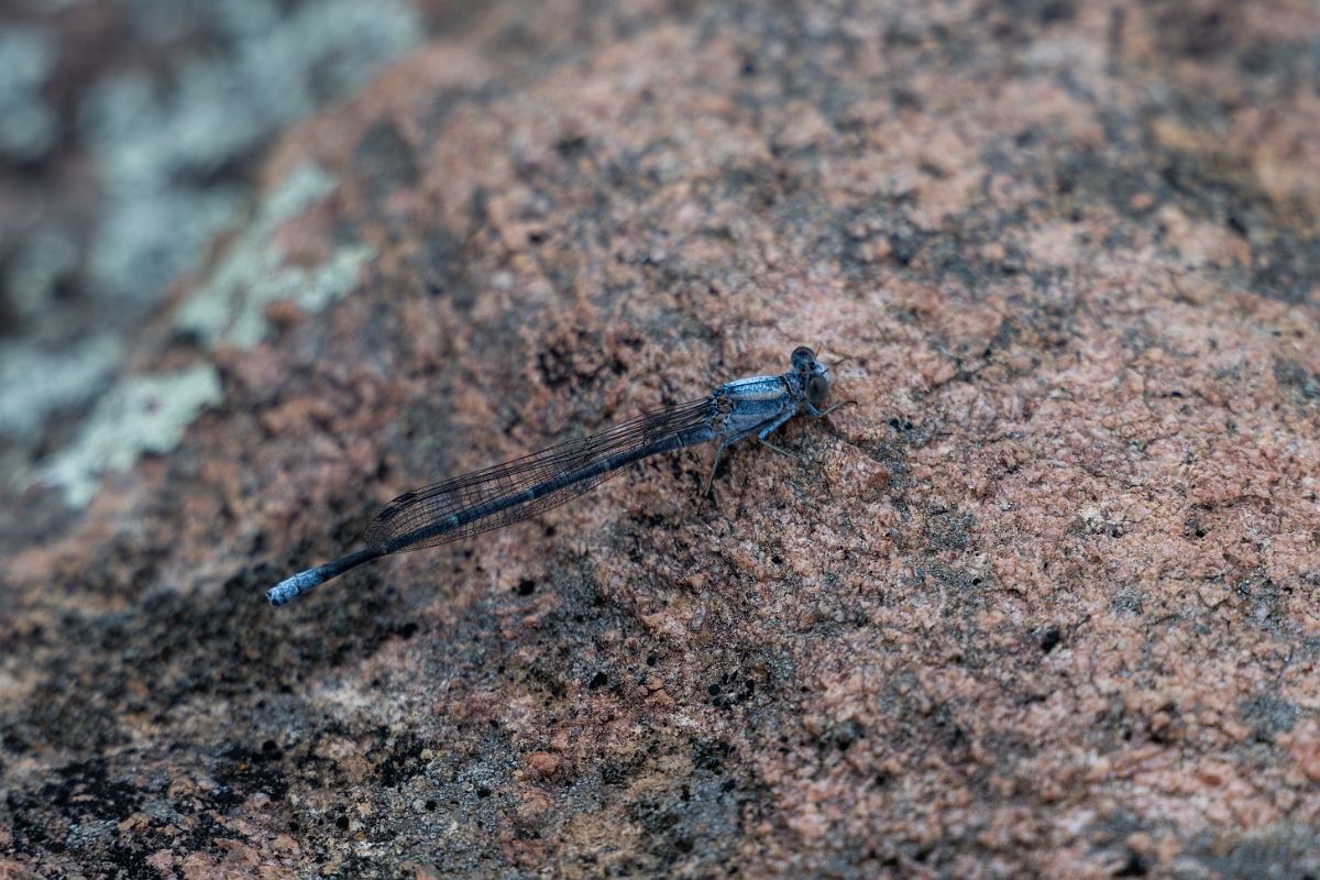 DPPhotography - Texas - Powdered dancer, Argia moesta - A.jpg - Powdered dancer, Argia moesta - Ink Lake State Park, Texas