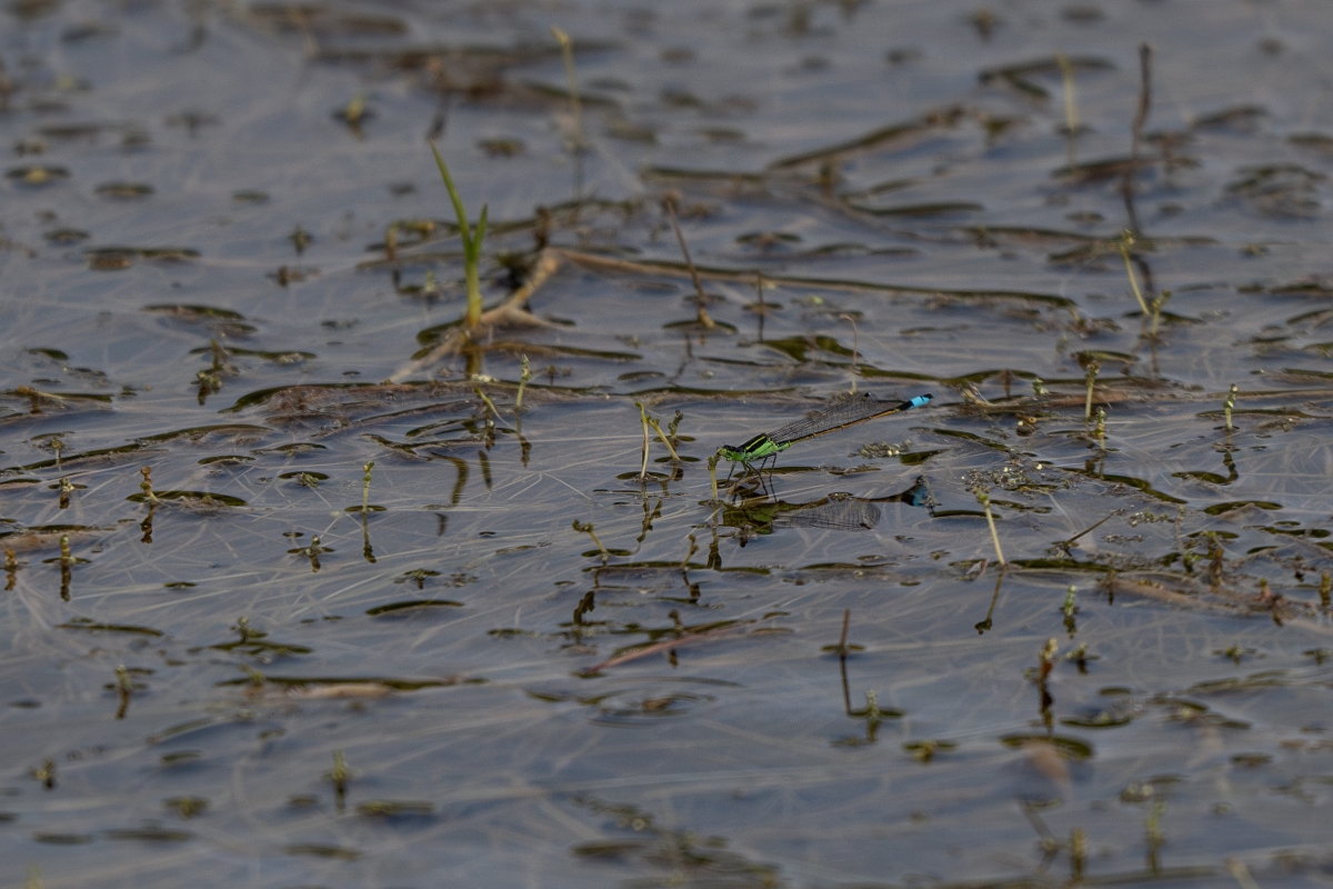 DPPhotography - Texas - Rambur's forktail, Ischnura ramburii - B.jpg - Rambur's forktail, Ischnura ramburii - Aransas NWR, Texas