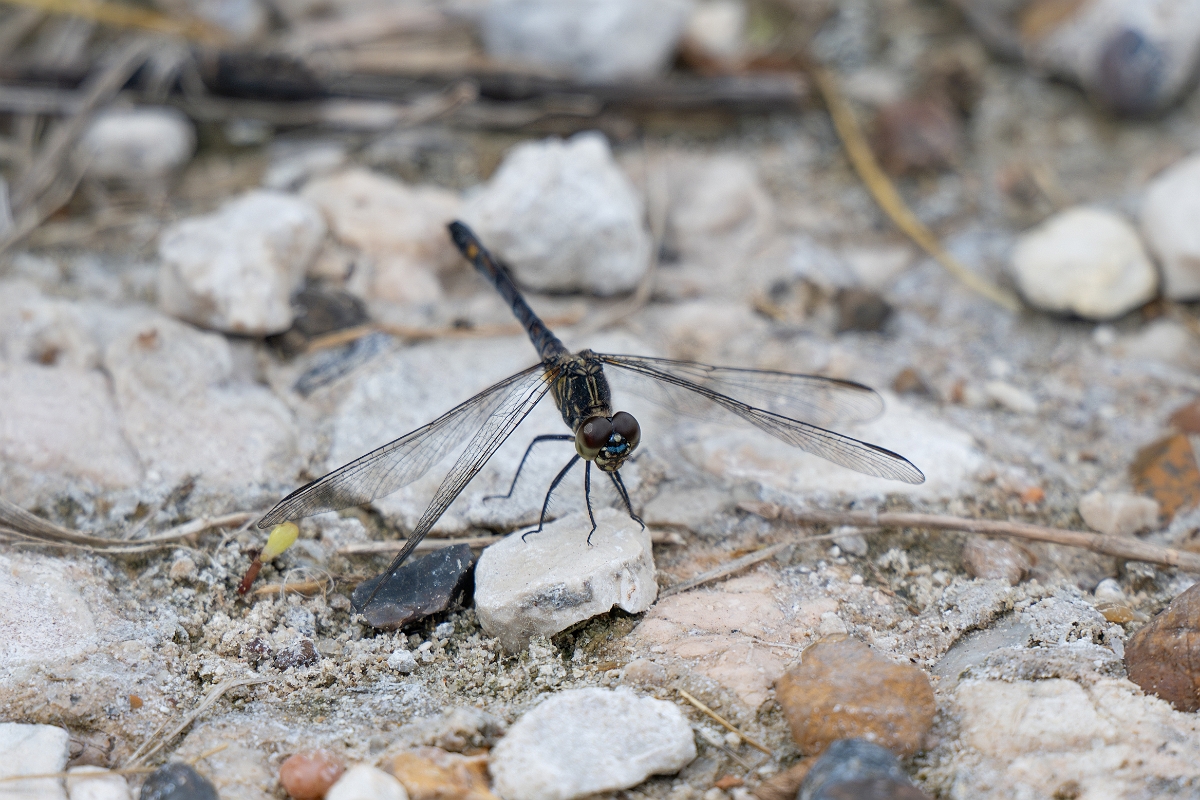 DPPhotography - Texas - Seaside dragonlet, Erythrodiplax berenice - A.jpg - Seaside dragonlet, Erythrodiplax berenice - Aransas NWR, Texas