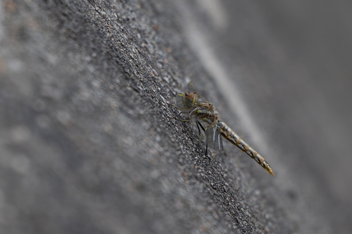 DPPhotography - Texas - Variegated meadowhawk, Sympetrum corruptum - A.jpg - Variegated meadowhawk, Sympetrum corruptum - Edward's Plateau, Texas