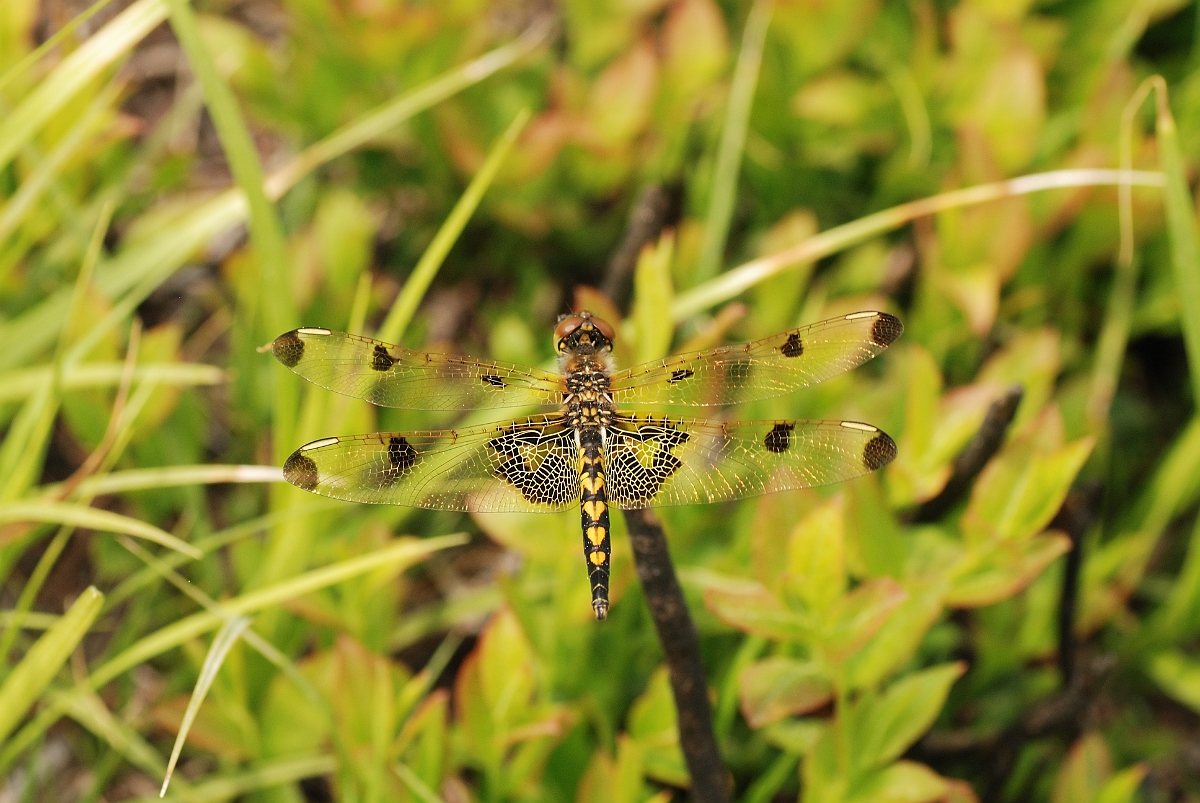 David Plant Photography - Wildlife Photographer - Calico pennant - A.jpg - Calico pennant female - Kennebunk Plains, ME