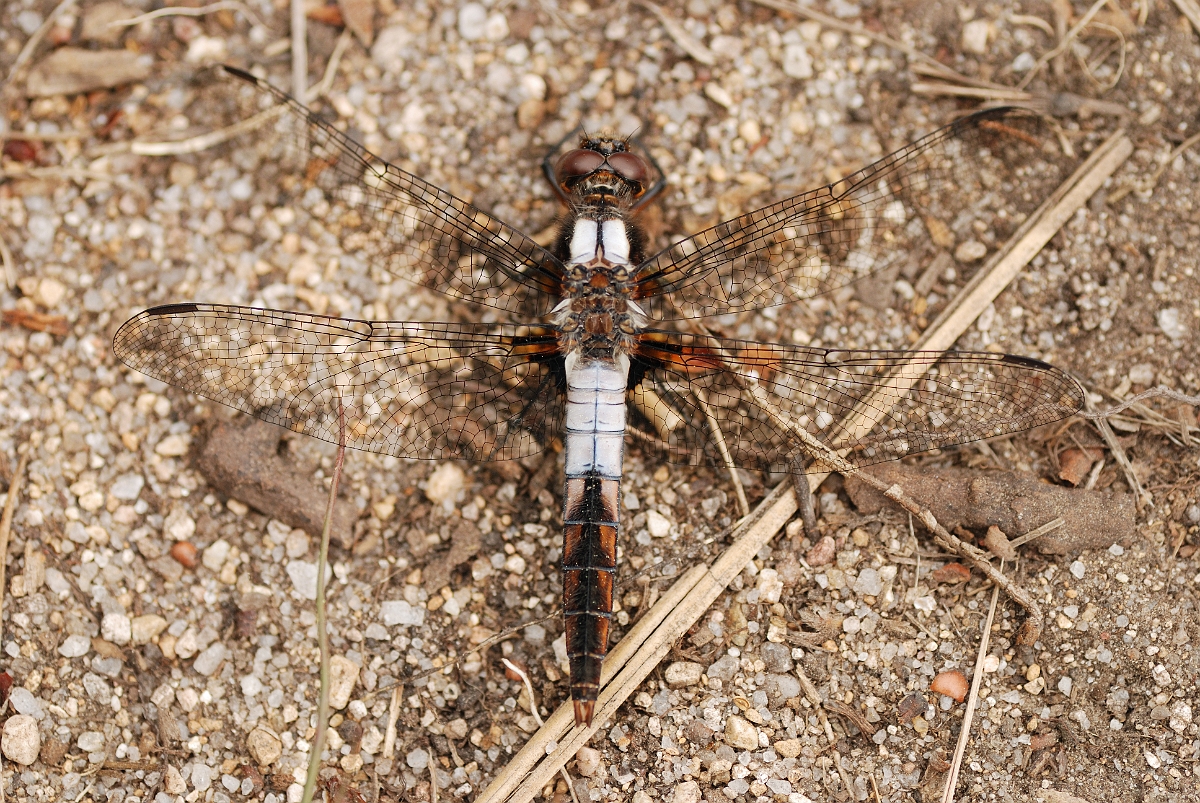 David Plant Photography - Wildlife Photographer - Chalk-fronted corporal - A.jpg - Chalk-fronted corporal - Kennebunk Plains, ME