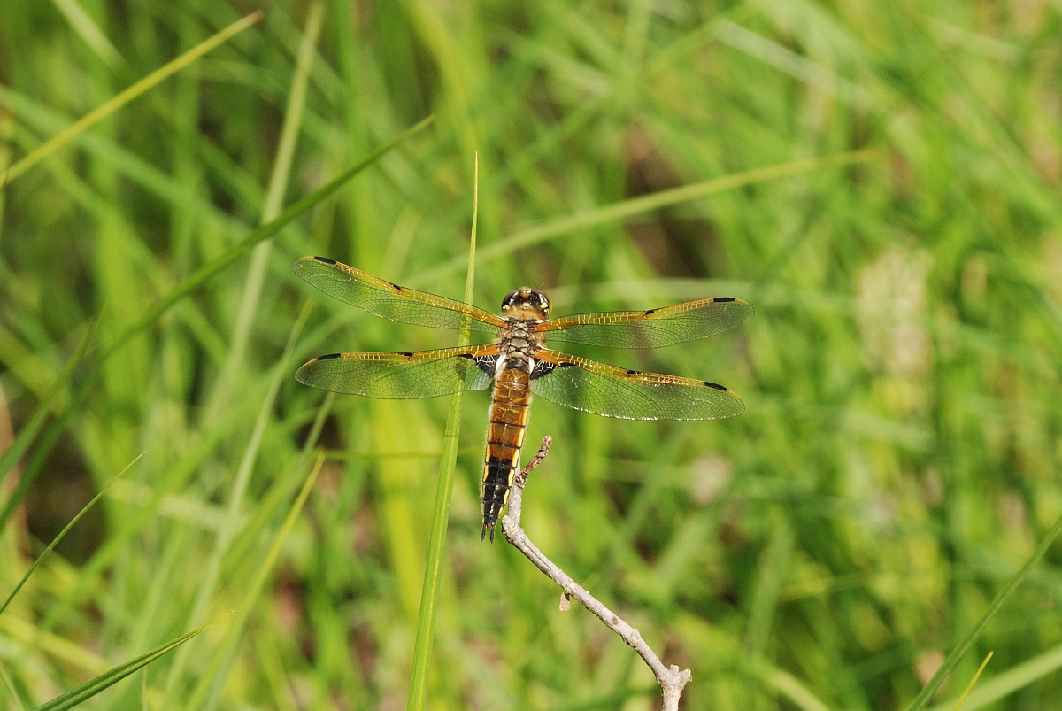 David Plant Photography - Wildlife Photographer - Four-spotted skimmer - A.jpg - Four-spotted skimmer - Kennebunk Plains, ME