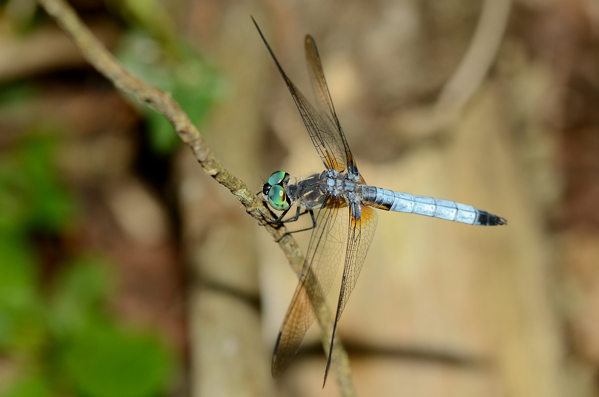 David Plant Photography - Wildlife Photography - Blue dasher - A.jpg - Blue dasher male - Bald Hill Reservation, MA