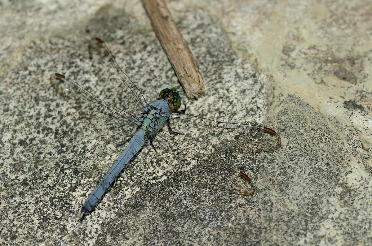 David Plant Photography - Wildlife Photography - Eastern pondhawk - B.jpg - Eastern pondhawk male - Martin Burns WMA, MA
