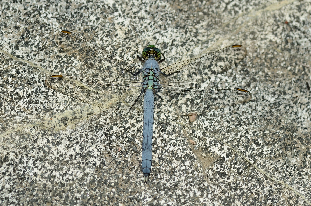 David Plant Photography - Wildlife Photography - Eastern pondhawk - C.jpg - Eastern pondhawk male - Martin Burns WMA, MA