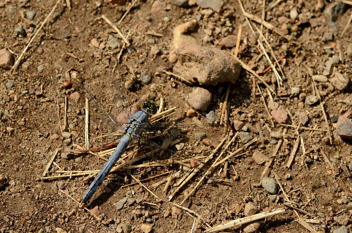 David Plant Photography - Wildlife Photography - Eastern pondhawk - D.jpg - Eastern pondhawk male - Willowdale State Forest, MA