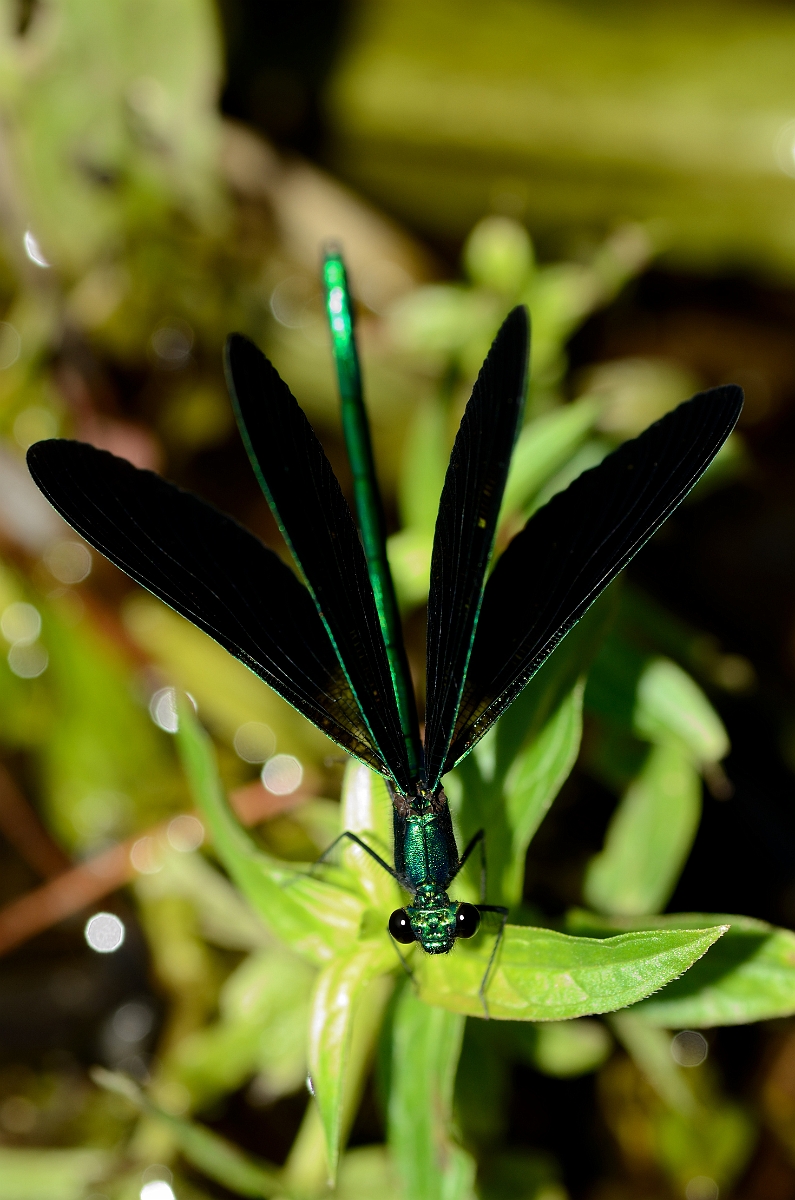 David Plant Photography - Wildlife Photography - Ebony jewelwing - B.jpg - Ebony jewelwing male - Bald Hill Reservation, MA