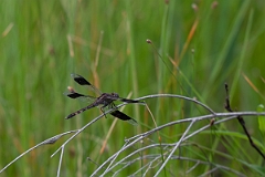 DPPhotography - Texas - Band-winged dragonlet, Erythrodiplax umbrata - A