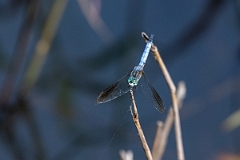 DPPhotography - Texas - Blue dasher, Pachydiplax longipennis - A