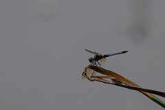 DPPhotography - Texas - Blue dasher, Pachydiplax longipennis - B