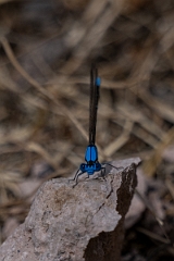 DPPhotography - Texas - Blue-fronted dancer, Argia apicalis - A