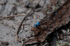 DPPhotography - Texas - Blue-fronted dancer, Argia apicalis - B