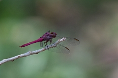 DPPhotography - Texas - Carmine Skimmer, Orthemis discolor - A