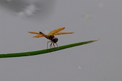 DPPhotography - Texas - Eastern amberwing, Perithemis tenera - A
