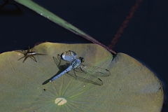 DPPhotography - Texas - Eastern pondhawk, Erythemis simplicicollis - A