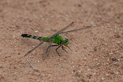 DPPhotography - Texas - Eastern pondhawk, Erythemis simplicicollis - B