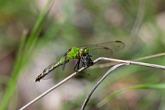 DPPhotography - Texas - Eastern pondhawk, Erythemis simplicicollis - C