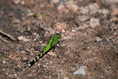 DPPhotography - Texas - Eastern pondhawk, Erythemis simplicicollis - D
