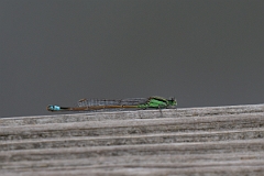 DPPhotography - Texas - Rambur's forktail, Ischnura ramburii - A
