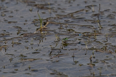 DPPhotography - Texas - Rambur's forktail, Ischnura ramburii - B