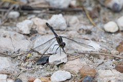 DPPhotography - Texas - Seaside dragonlet, Erythrodiplax berenice - A
