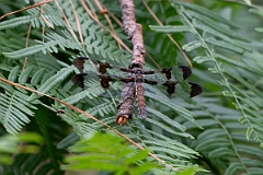 DPPhotography - Texas - Twelve-spotted skimmer, Libellula pulchella - A