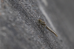 DPPhotography - Texas - Variegated meadowhawk, Sympetrum corruptum - A