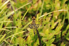 David Plant Photography - Wildlife Photographer - Calico pennant - A