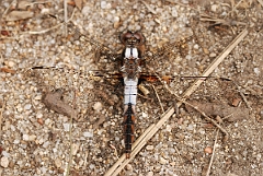 David Plant Photography - Wildlife Photographer - Chalk-fronted corporal - A