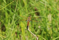 David Plant Photography - Wildlife Photographer - Four-spotted skimmer - A